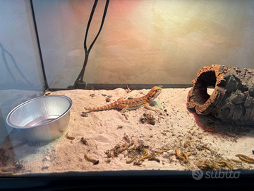 Pogona (drago barbuto)