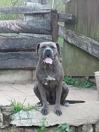 Cane corso