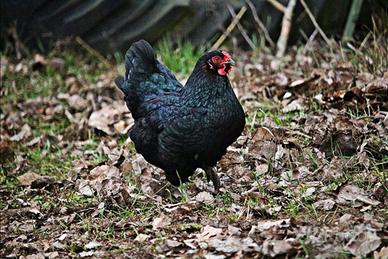 Marans