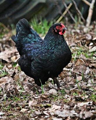 Marans
