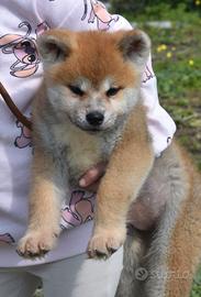 Cucciola Akita