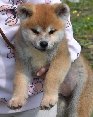 Cucciola Akita