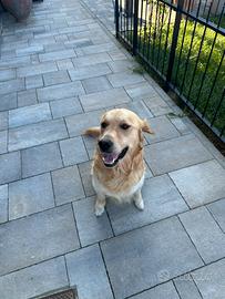 Rex Golden Retriever