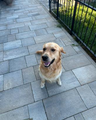 Rex Golden Retriever