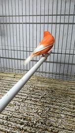 Canarini fattore rosso