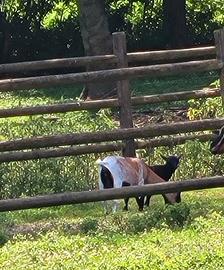 Capretto Tibetano. Maschio