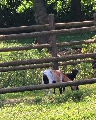 Capretto Tibetano. Maschio
