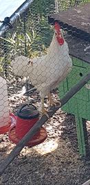 Gallo Livornese