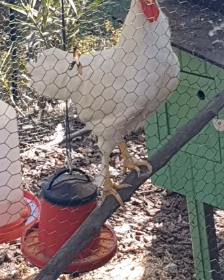 Gallo Livornese