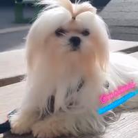 Maltese