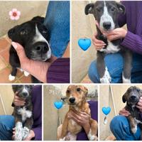 Cuccioli in adozione