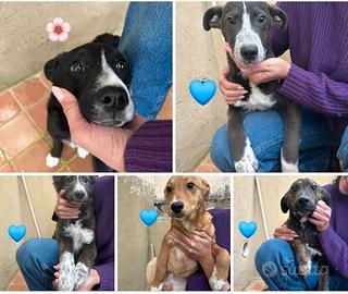 Cuccioli in adozione