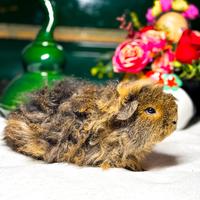 Cavie porcellini d'india di razza