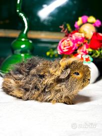 Cavie porcellini d'india di razza