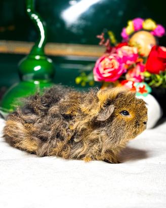 Cavie porcellini d'india di razza