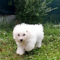 Cuccioli Bolognese