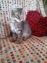 Gattini