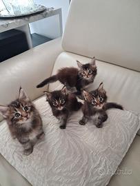 Maine Coon con pedigree