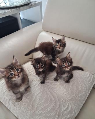 Maine Coon con pedigree