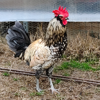 Gallo giovane incrocio,2025