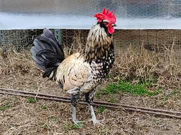 Gallo giovane incrocio,2025