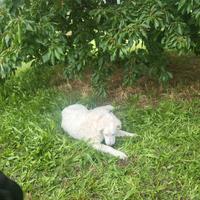 Pastore maremmano 1 anno