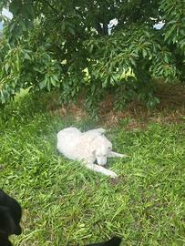 Pastore maremmano 1 anno