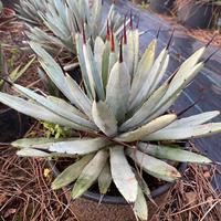 Agave Macroacantha (foglia blu)