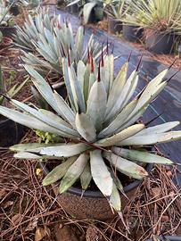 Agave Macroacantha (foglia blu)