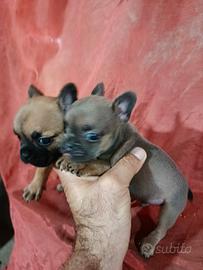 Bulldog francese