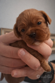 Cavalier king ruby con pedigree