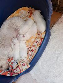 Cuccioli maltese