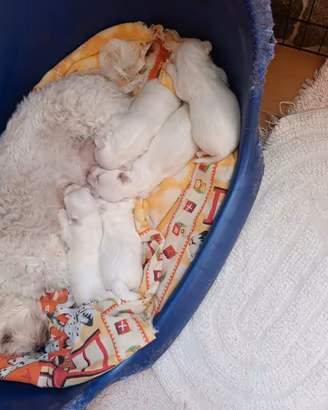 Cuccioli maltese