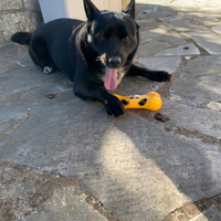 Adorabile cagnolino d 4 anni un pacioccone