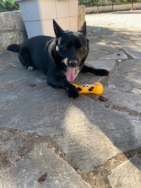 Adorabile cagnolino d 4 anni un pacioccone