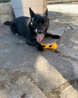 Adorabile cagnolino d 4 anni un pacioccone