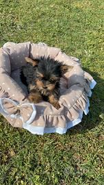 Yorkshire terrier maschio