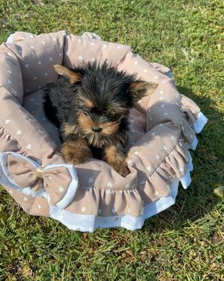 Yorkshire terrier maschio
