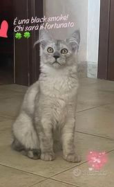 Cucciola di Maine coon black smoke extreme