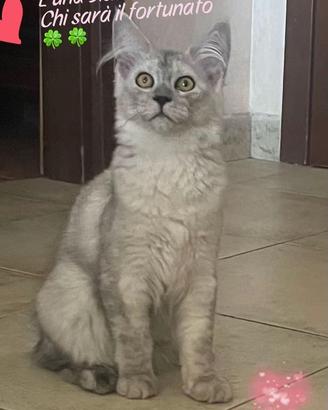 Cucciola di Maine coon black smoke extreme