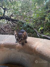 Gatto gatti Sassari