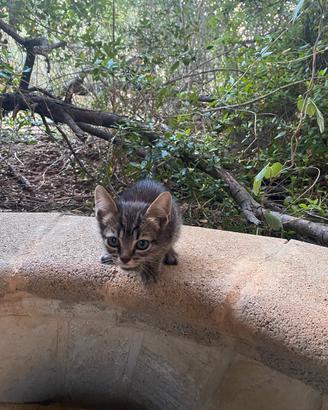 Gatto gatti Sassari