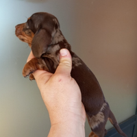 Bassotto maschio cioccolato arlecchino pedigreeENC