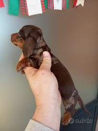 Bassotto maschio cioccolato arlecchino pedigreeENC