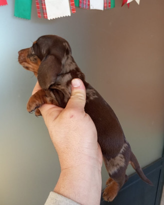 Bassotto maschio cioccolato arlecchino pedigree EN