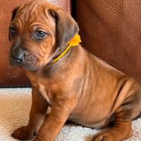 Cuccioli Rhodesian Ridgeback