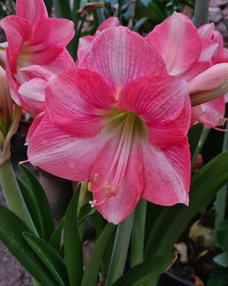 Bulbo Hippeastrum Rosalie