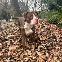 Amstaff