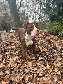 Amstaff