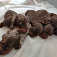 Cuccioli di bassotto con pedigree ENCI